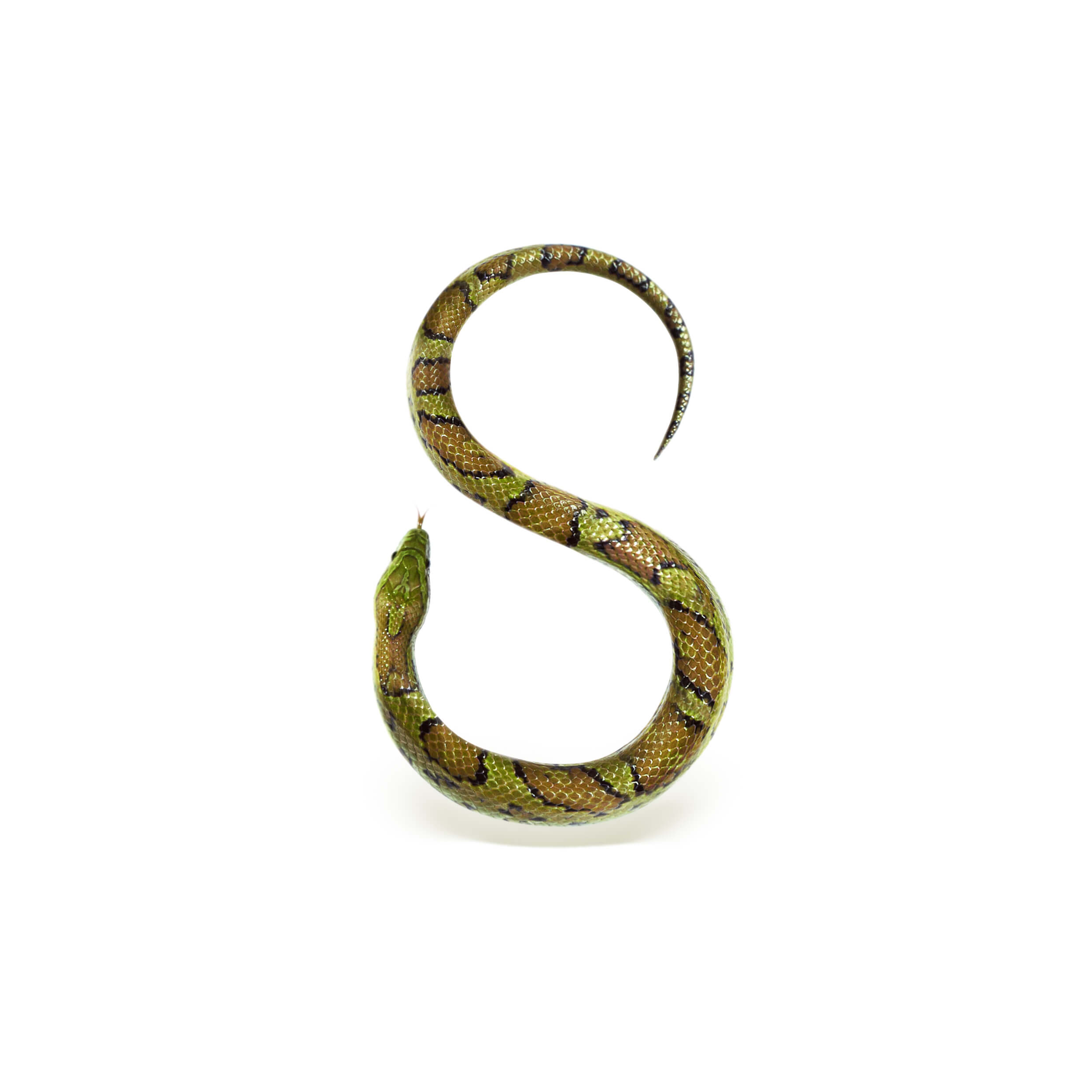 S_Snake