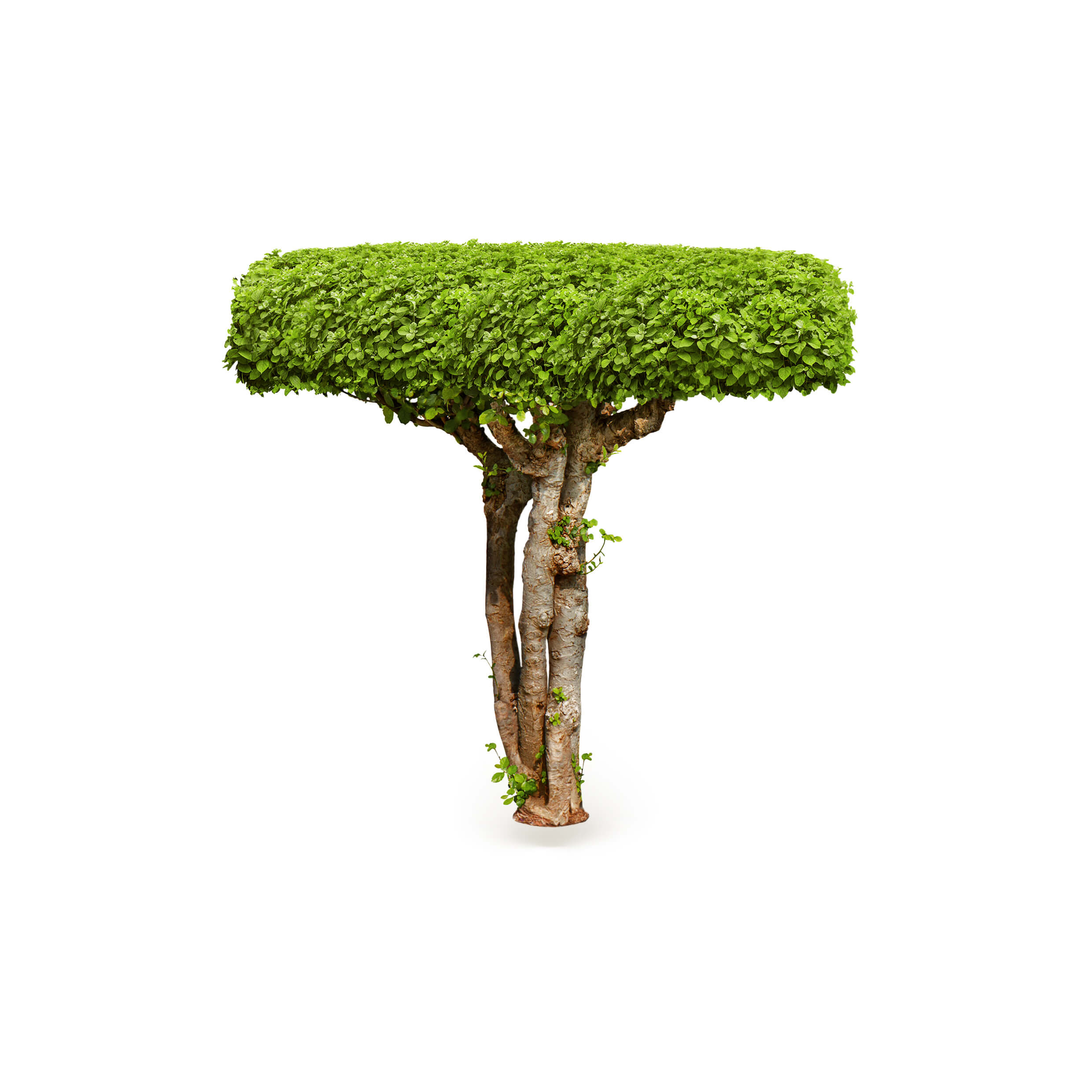 T_Tree